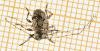 Leiopus femoratus